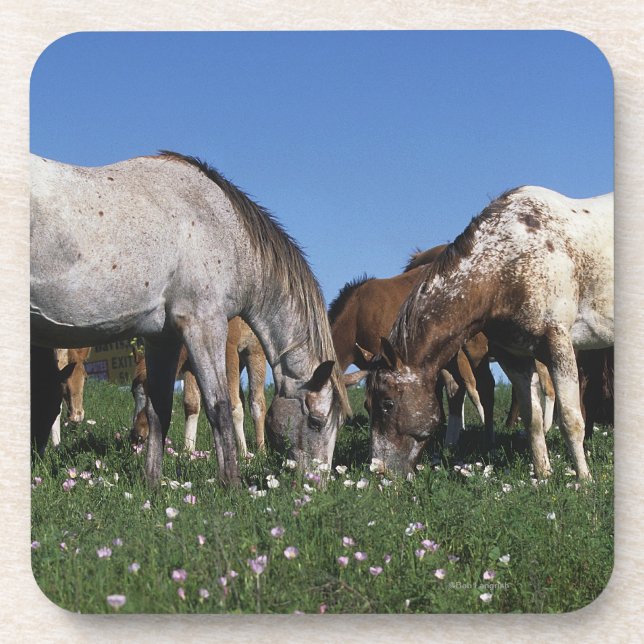 Dessous-de-verre Groupe de pâturage de chevaux d'Appaloosa (Devant)