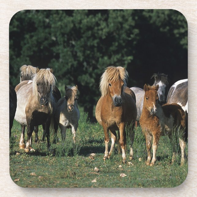 Dessous-de-verre Groupe de poulains miniatures (Devant)