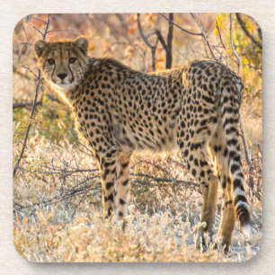 Dessous-de-verre Guépard regardant autour