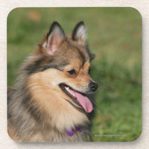 Dessous-de-verre Halètement de Headshot de Pomeranian