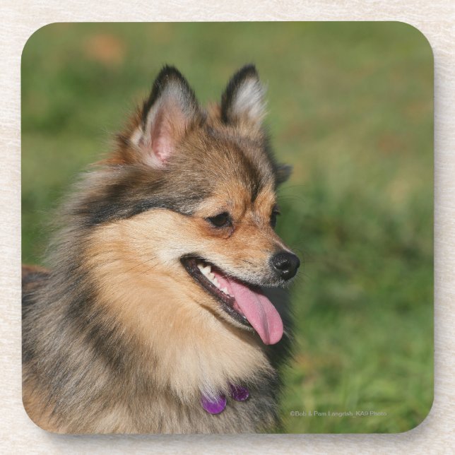 Dessous-de-verre Halètement de Headshot de Pomeranian (Devant)