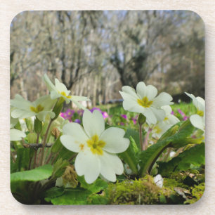 Dessous-de-verre Harbinger du printemps