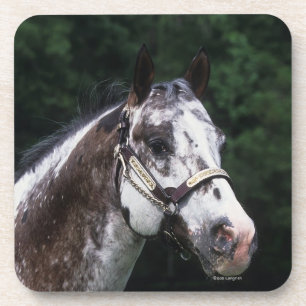Dessous-de-verre Headshot 2 de cheval d'Appaloosa
