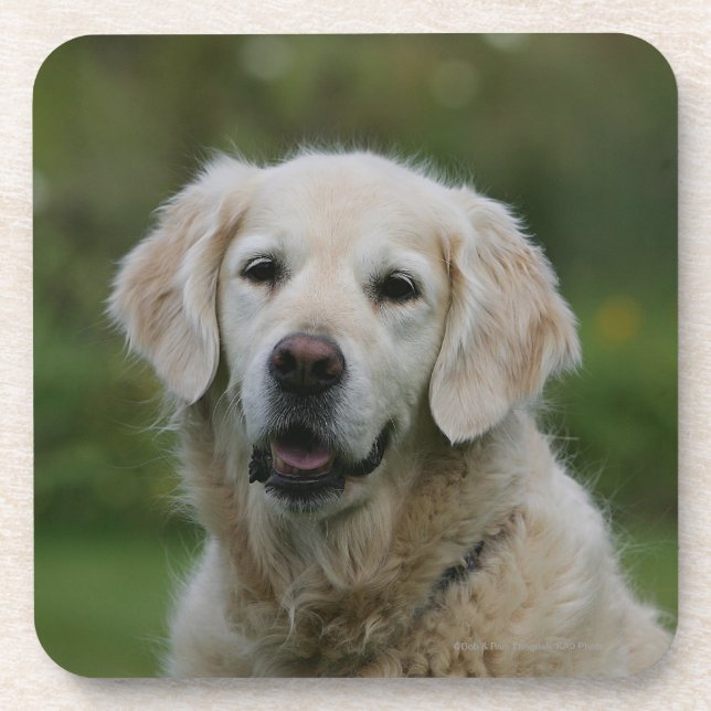 Dessous-de-verre Headshot 2 de golden retriever (Devant)