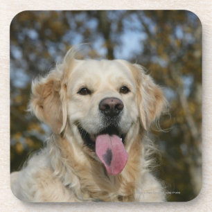 Dessous-de-verre Headshot 3 de golden retriever
