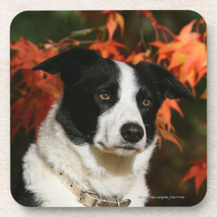 Dessous-de-verre Headshot d'automne de border collie