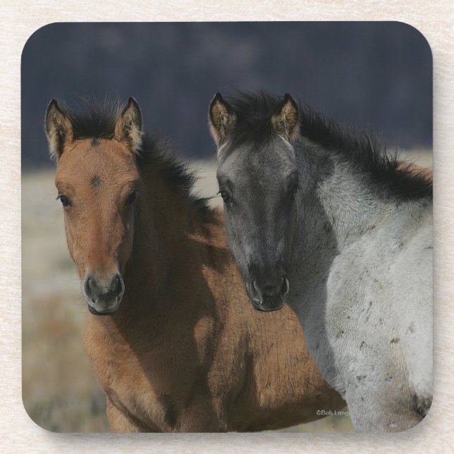 Dessous-de-verre Headshot de poulain de mustang (Devant)