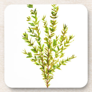 Dessous-de-verre Herbes de thym Herbes botaniques aquarelle vert