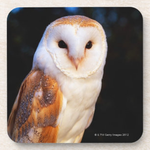 Dessous-de-verre Hibou de grange 2