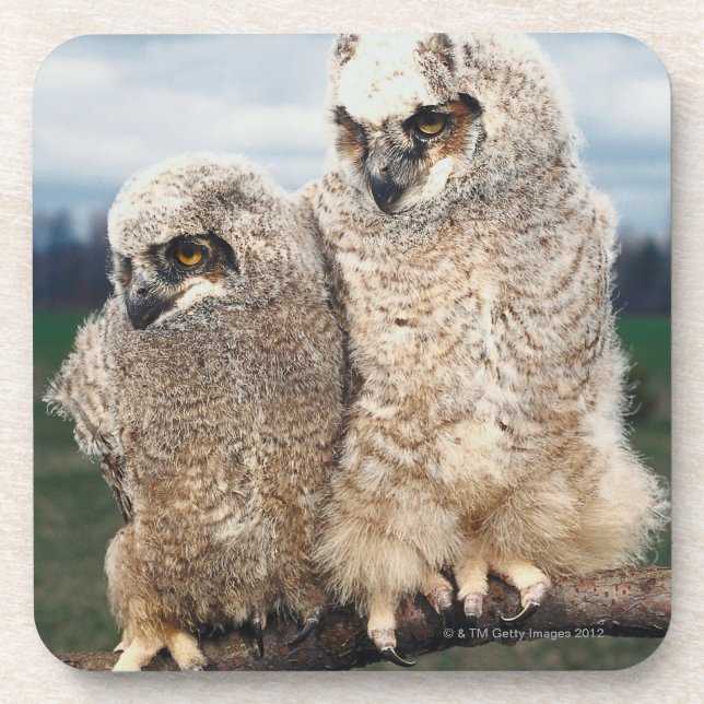 Dessous-de-verre Hibou de mère et de bébé (Devant)