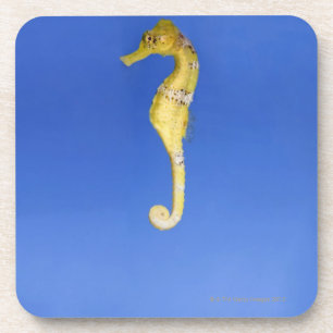 Dessous-de-verre Hippocampe