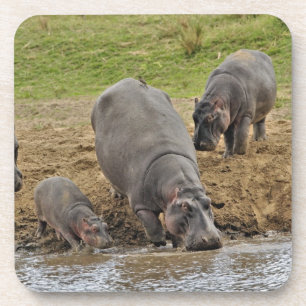 Dessous-de-verre Hippopotame, Hippopotamus amphibius, Serengeti