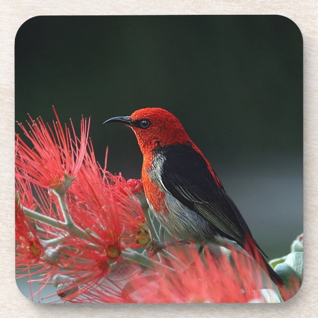 Dessous-de-verre Honneur de Scarlet Oiseau exotique (Devant)