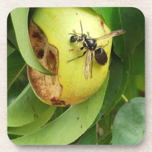 Dessous-de-verre Hornet face au chauve Manger une oreille