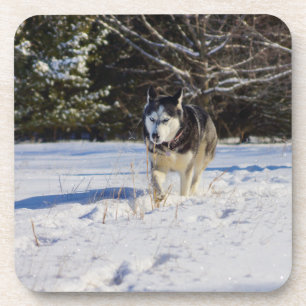 Dessous-de-verre Husky Sibérien Dans La Neige