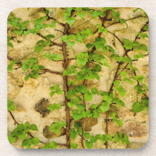 Dessous-de-verre Hydrangea petiolaris