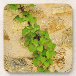 Dessous-de-verre Hydrangea petiolaris