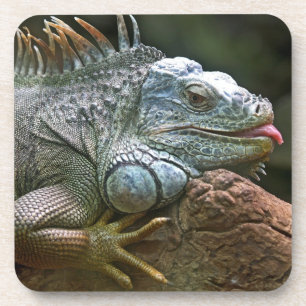 Dessous de verre Iguana