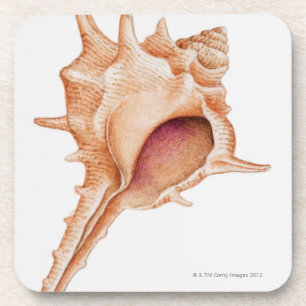 Dessous-de-verre Illustration de coquille de Murex