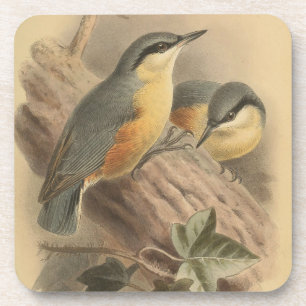 Dessous-de-verre Illustration vintage du Carré Nuthatch