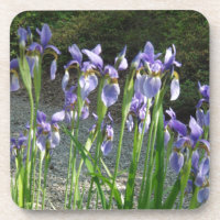 Iris bleu