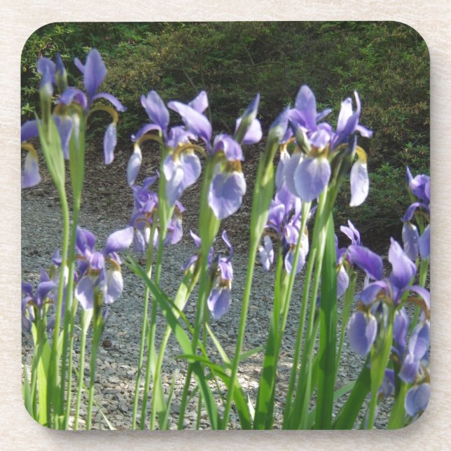 Dessous-de-verre Iris bleu (Devant)