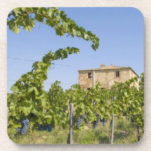 Dessous-de-verre Italie, Toscane, Montepulciano. Raisins prêts