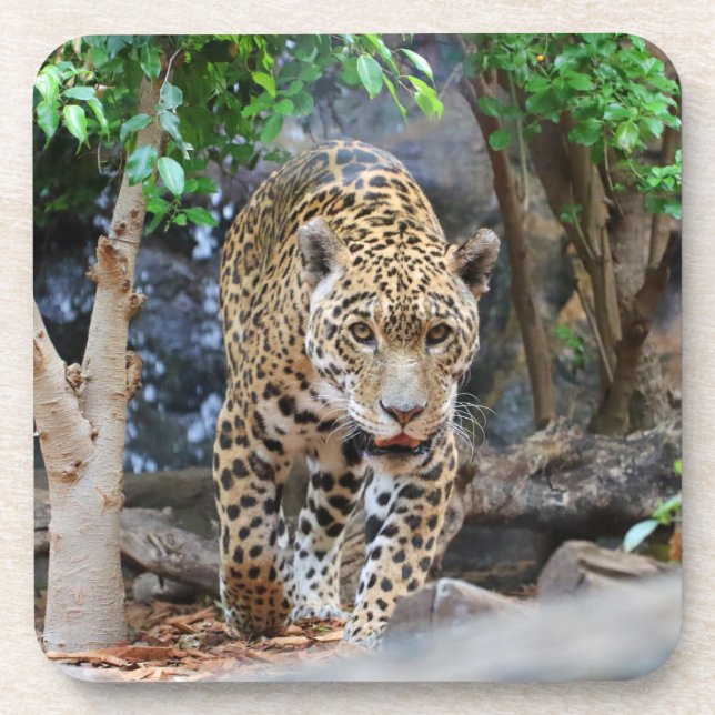 Dessous-de-verre Jaguar20150501 (Devant)