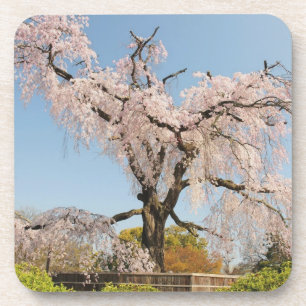 Dessous-de-verre Japon, Kyoto. Cerisier pleureur sous un ciel bleu