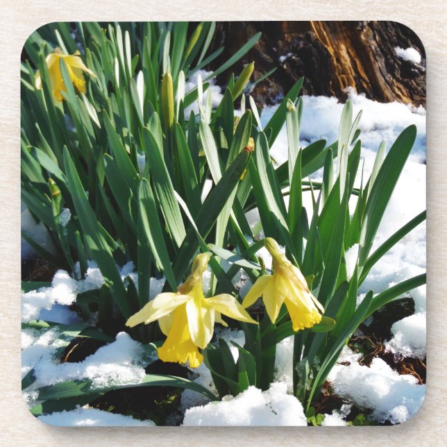 Dessous-de-verre Jaune Daffodils fleurs dans la neige (Devant)