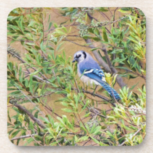 Dessous-de-verre Jay bleu sur le myrte de cire