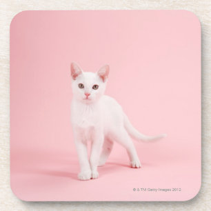 Dessous-de-verre Jeune chat blanc