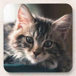 Dessous-de-verre Jeune chat tigré masculin 2