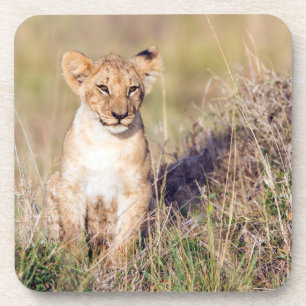 Dessous-de-verre Jeune lion