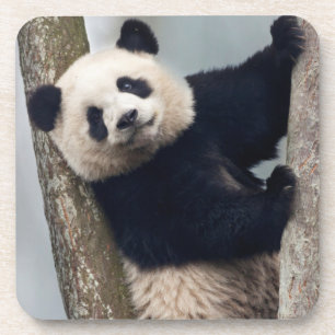 Dessous-de-verre Jeune panda grimpant à un arbre, Chine