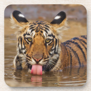 Dessous-de-verre Jeune tigre du Bengale royal, buvant de l'eau