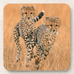 Dessous-de-verre Jeunes guépards (Acinonyx Jubatus) en train de cou