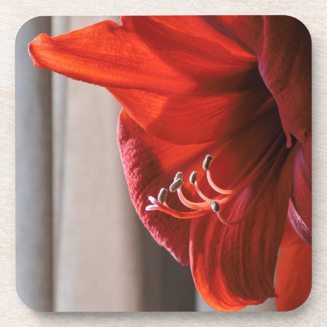 Dessous-de-verre Joli Lion rouge Amaryllis Fleur Photographie (Devant)