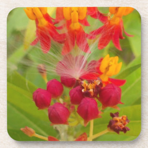 Dessous-de-verre Jolie florale colorée avec Milkweed Art Imprimer