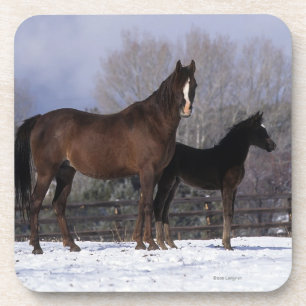 Dessous-de-verre Jument et poulain arabes dans la neige