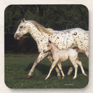Dessous-de-verre Jument et poulain d'Appaloosa dans le domaine