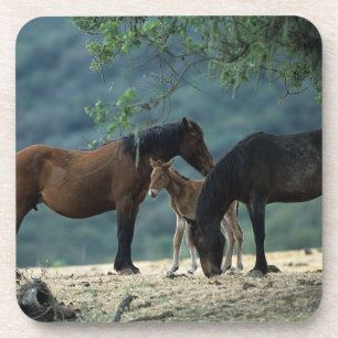 Dessous-de-verre Jument et poulain sauvages de mustang