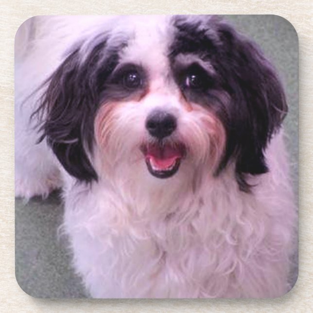 Dessous-de-verre K-Cee sourit à un petit chien (Devant)