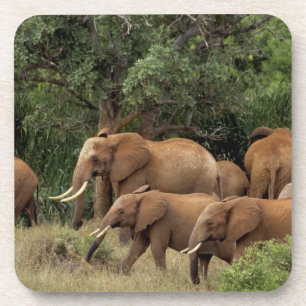 Dessous-de-verre Kenya : Parc national de Tsavo East, troupeau afri