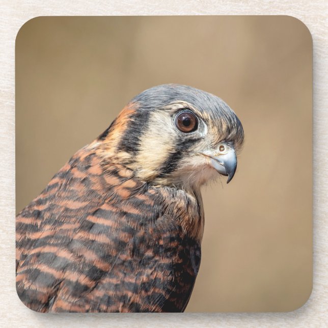 Dessous-de-verre Kestrel américain (Devant)