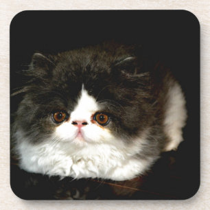 Dessous-de-verre Kitten noir et blanc