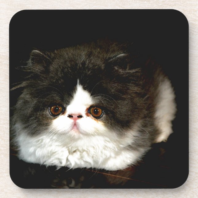 Dessous-de-verre Kitten noir et blanc (Devant)