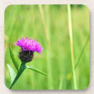 Dessous-de-verre Knapweed