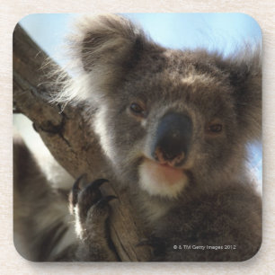 Dessous-de-verre koala