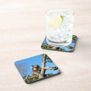 Dessous-de-verre Koala australienne attentive,